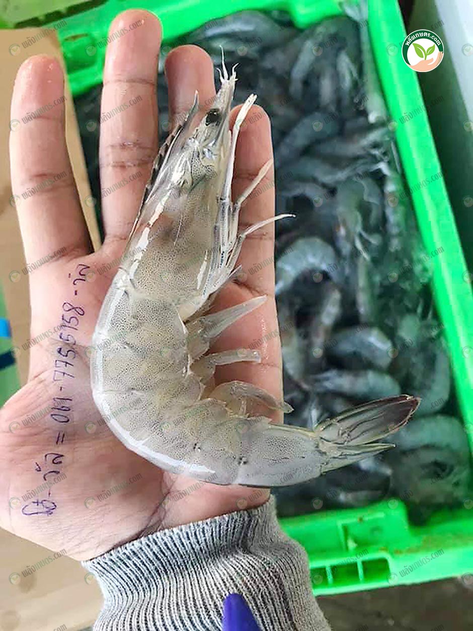 3.กุ้งไซส์ที่ตลาดต้องการ
