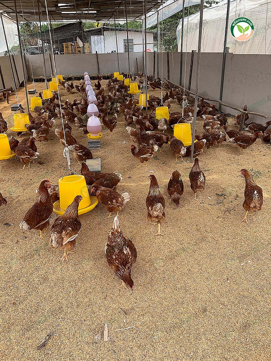3.โรงเรือนไก่ไข่