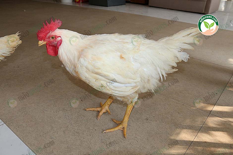 3.ไก่ BL-120 เพศผู้