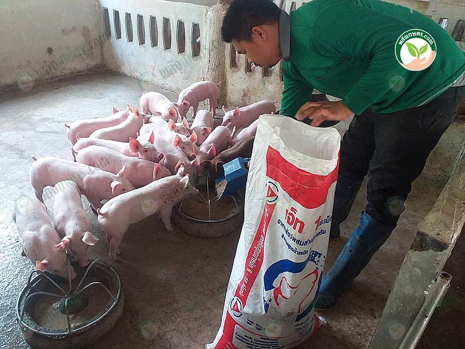 4.การให้อาหารหมู