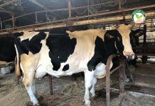 แบ่งปันประสบการณ์ เลี้ยง โคนม ต่างแดนกับ “Takada Farm” 4.วัวแข็งแรง สมบูรณ์