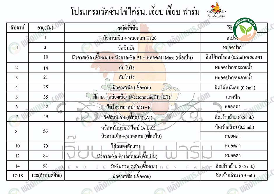 4.โปรแกรมวัคซีนเจี๊ยบเจี๊ยบฟาร์ม