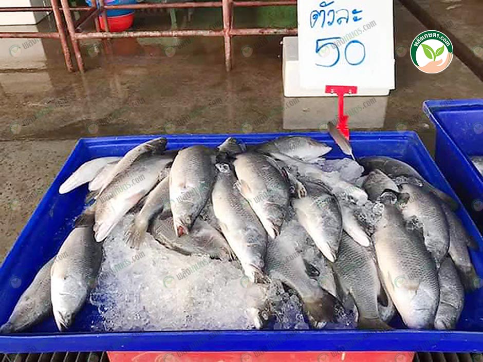 ปลาไซส์ใหญ่พร้อมจำหน่าย