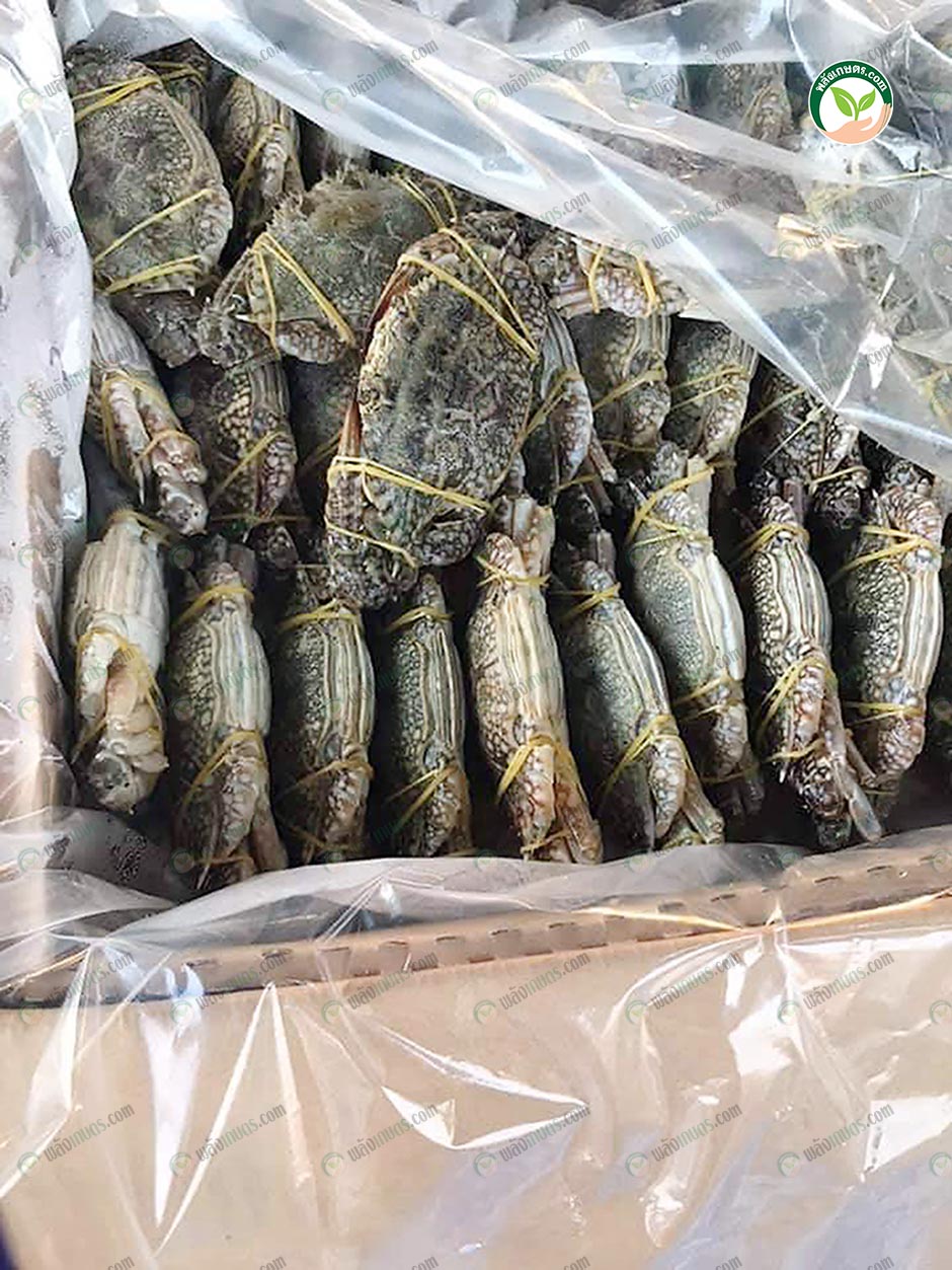 ปูตัวใหญ่ เนื้อแน่น