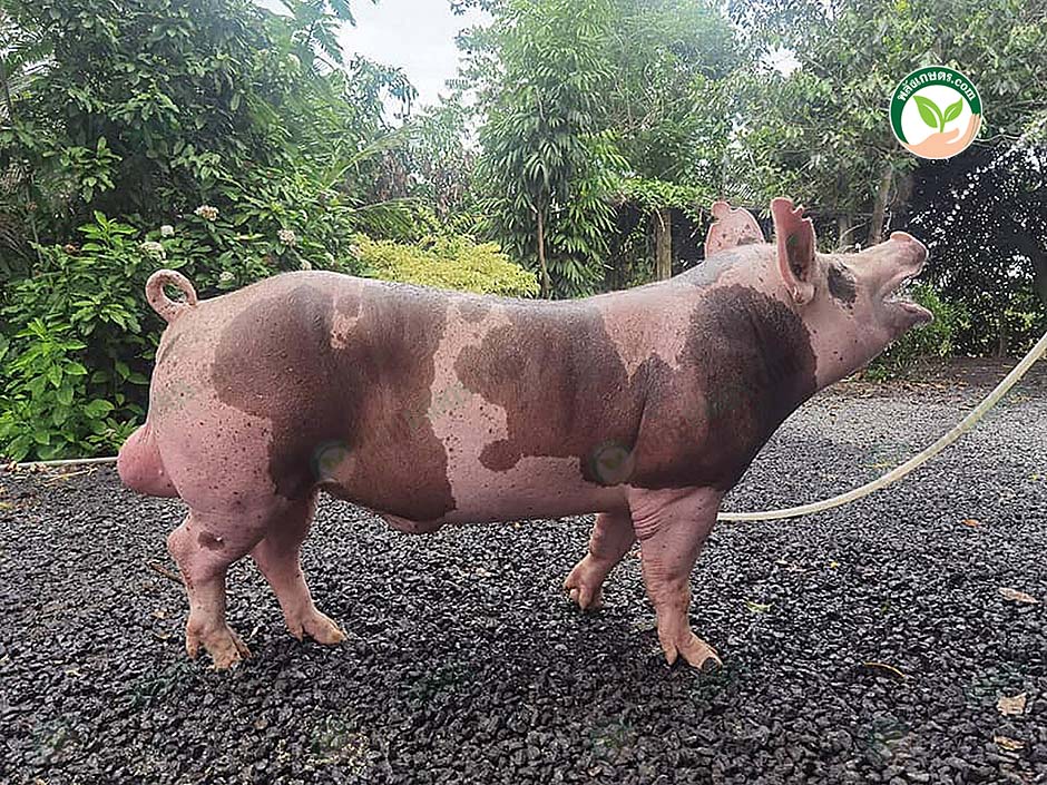 สายพันธุ์เพียเทรน