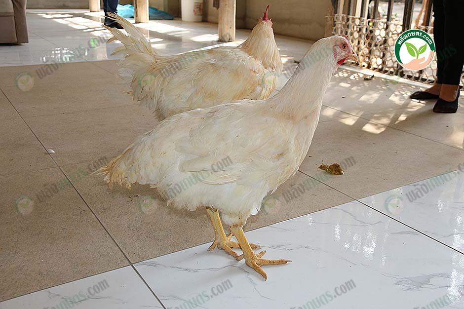 ไก่ BL-120 เพศเมีย