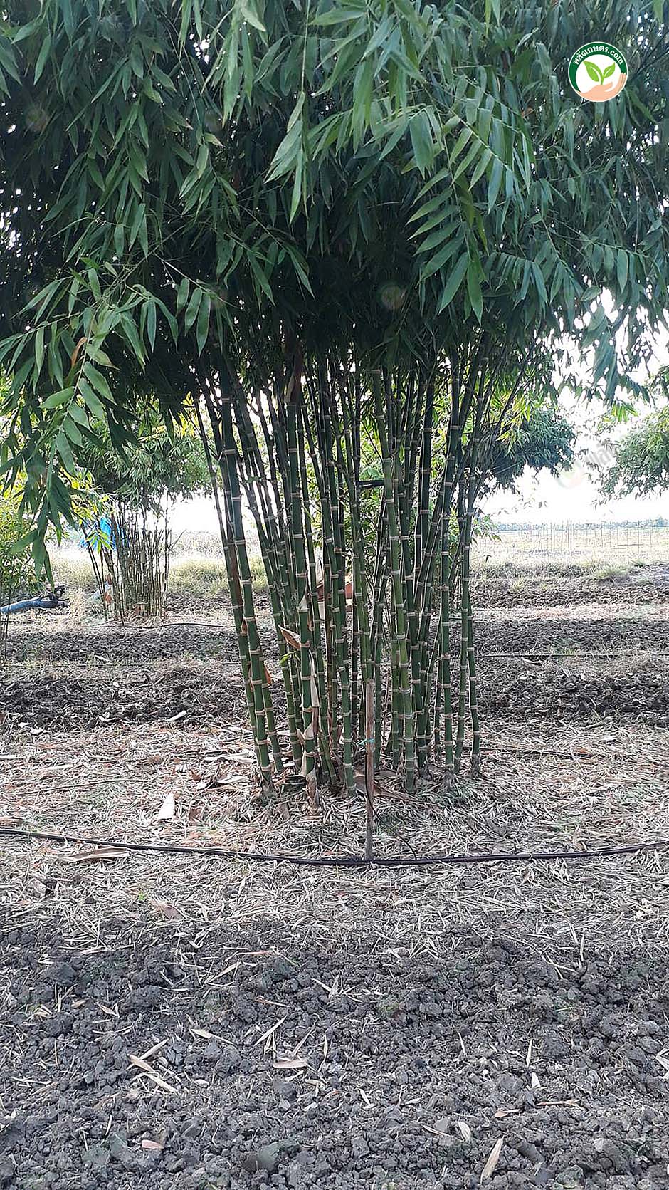4.กอไผ่เก้าดาวอายุ 2 ปี