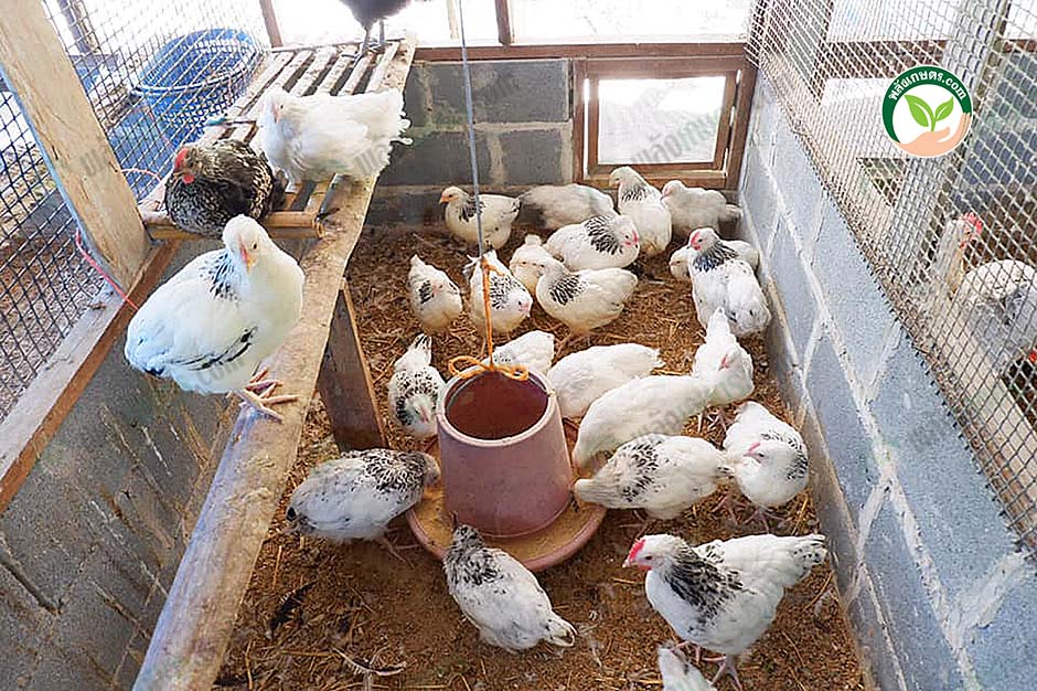 4.คอกไก่ไข่
