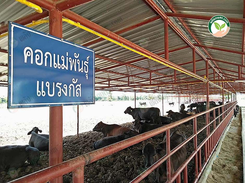 5.คอกแม่พันธุ์แบรงกัส
