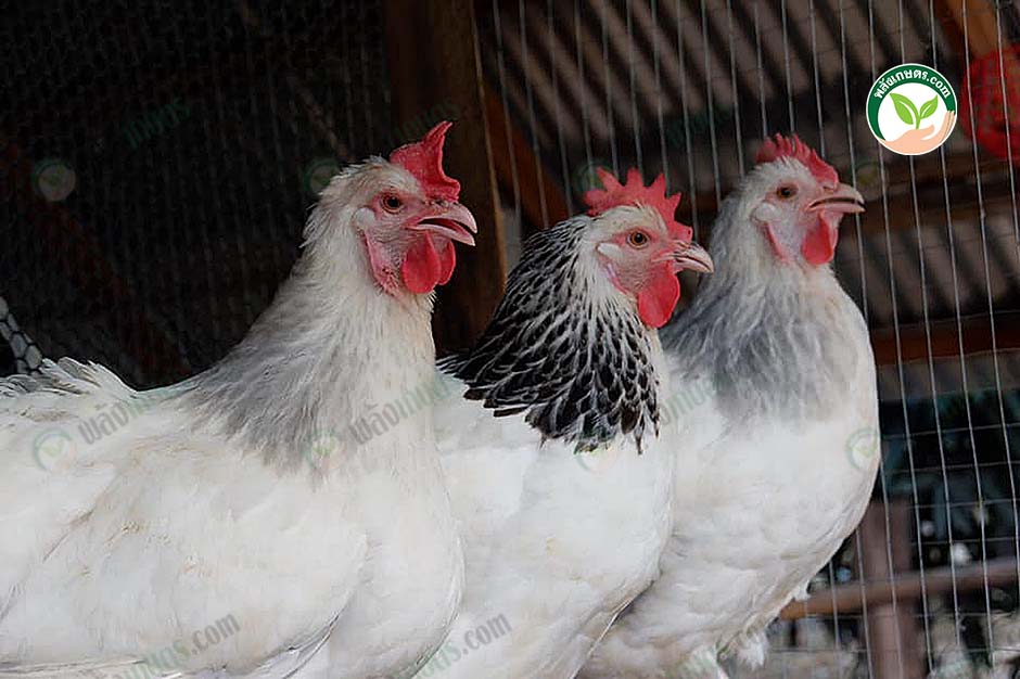 5.ไก่แข็งแรง สมบูรณ์ อ้วนกลม