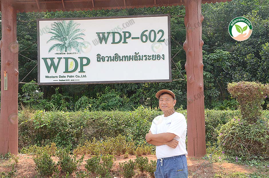 6.คุณวิชัย เจ้าของสวนลิจวนอินทผลัม