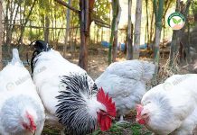 ไก่ไข่แม่บัวสอน จากความชอบสู่อาชีพเสริม มีรายได้ทุกวัน ยอดสั่งจองไม่พอขาย 6.ปล่อยให้ไก่ได้ออกมาวิ่งเล่น
