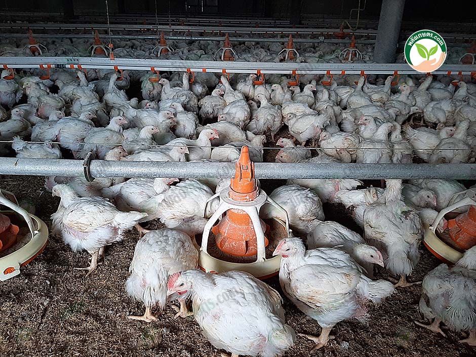 6.ไก่แข็งแรง เจริญเติบโตได้ดี