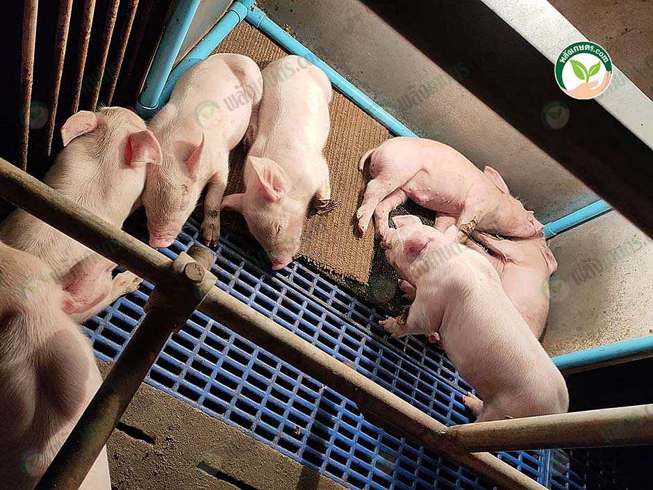 3.หมูแข็งแรง โตเร็ว