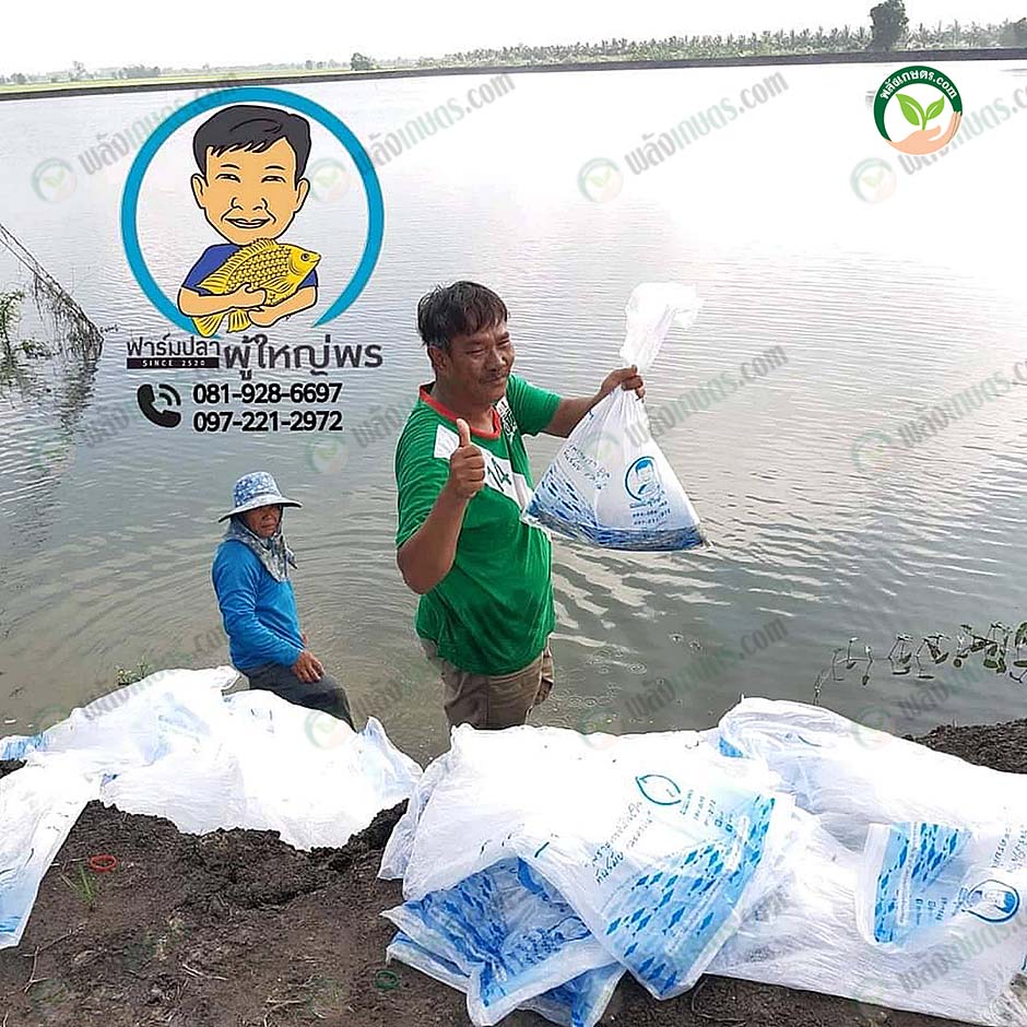 6.เกษตรกรมั่นใจลูกปลาแข็งแรง โตดี อัตรารอดสูง