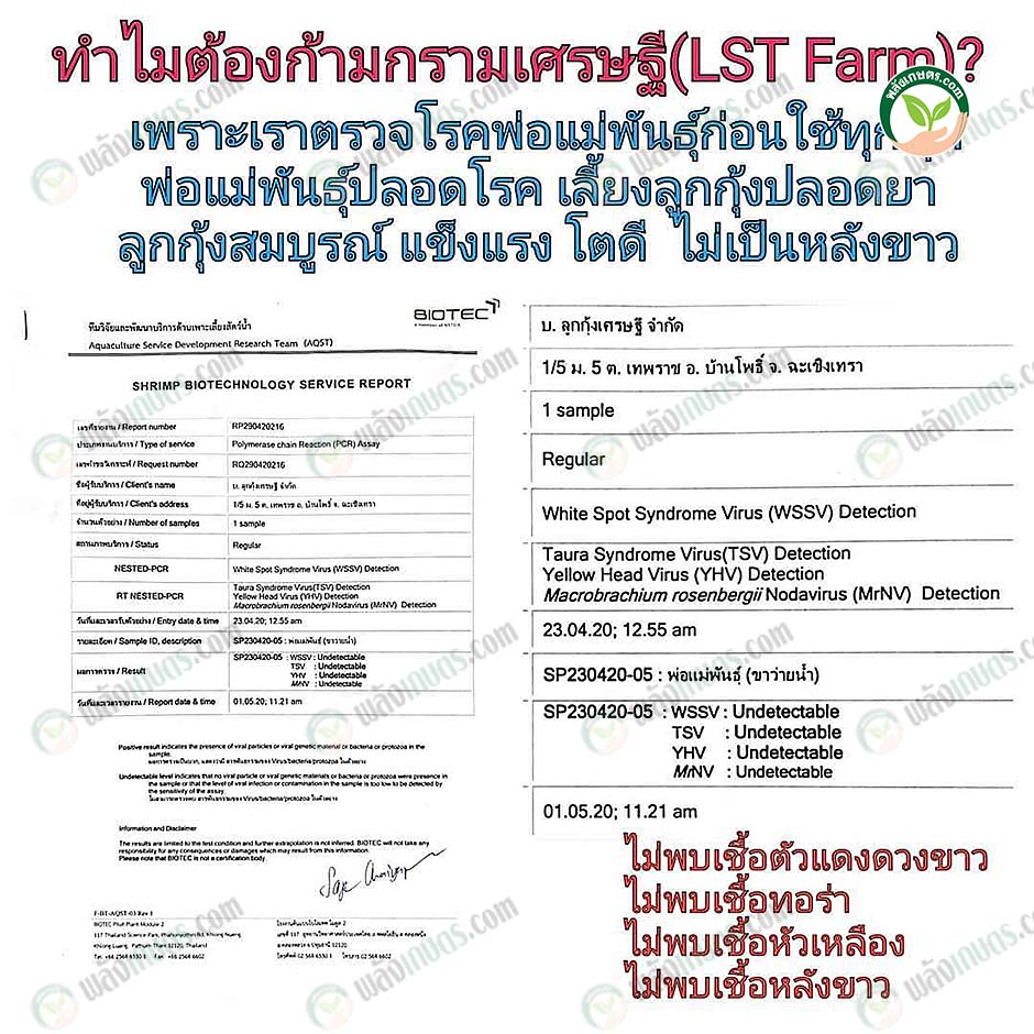 2.ผลตรวจกุ้งก้ามกรามปลอดโรค