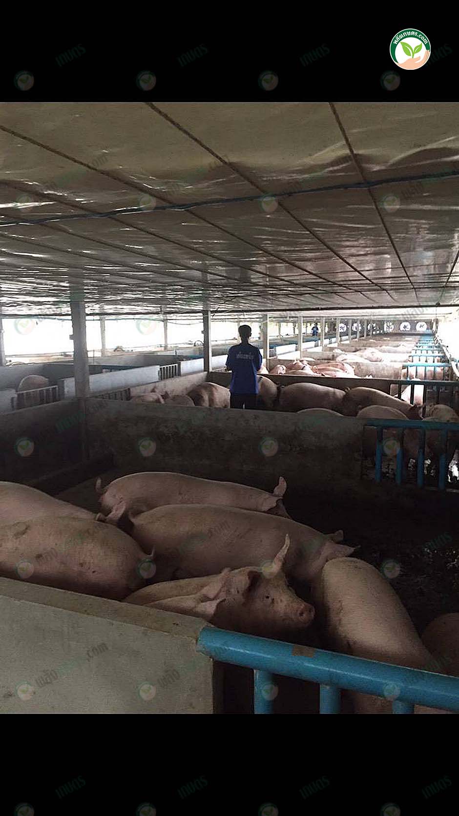2.โรงเรือนหมู