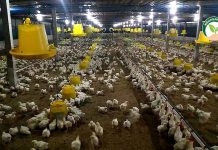 อาคมฟาร์ม เลี้ยงไก่เนื้อคอนแทรคลูกปลาฟาร์ม ควบคู่การทำเกษตรแบบผสมผสาน 2.โรงเรือนไก่เนื้อ