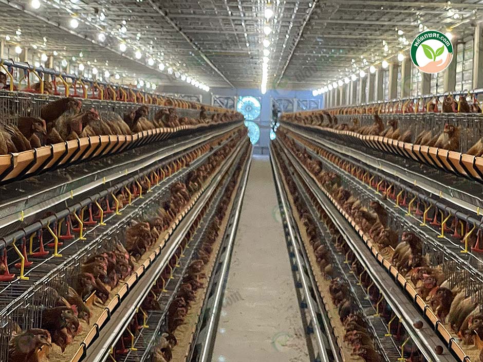 2.โรงเรือนไก่ไข่