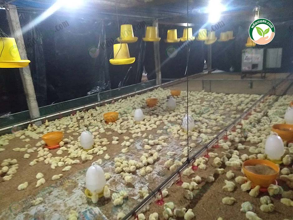 3.การให้อาหารลูกไก่