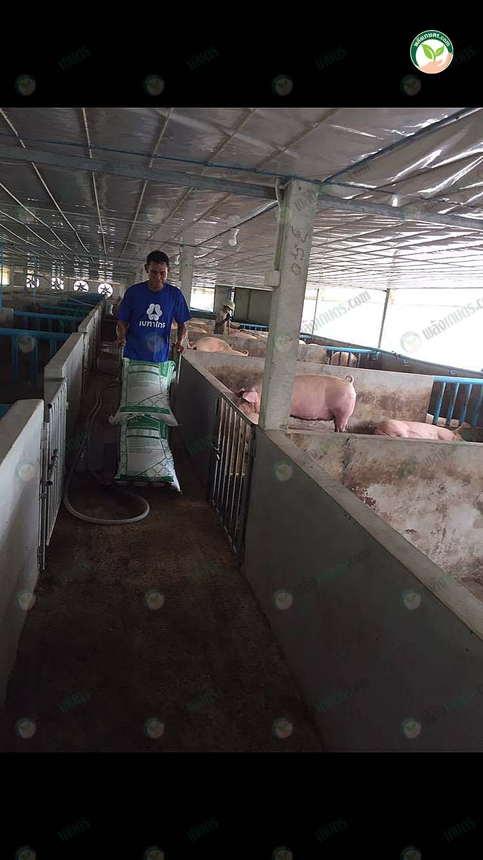 3.การให้อาหารหมู