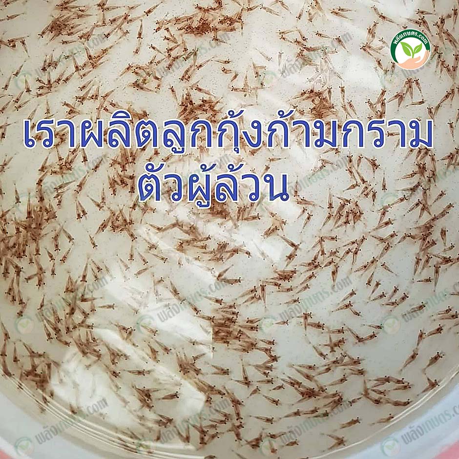 3.ลูกกุ้งก้ามกรามตัวผู้ล้วน