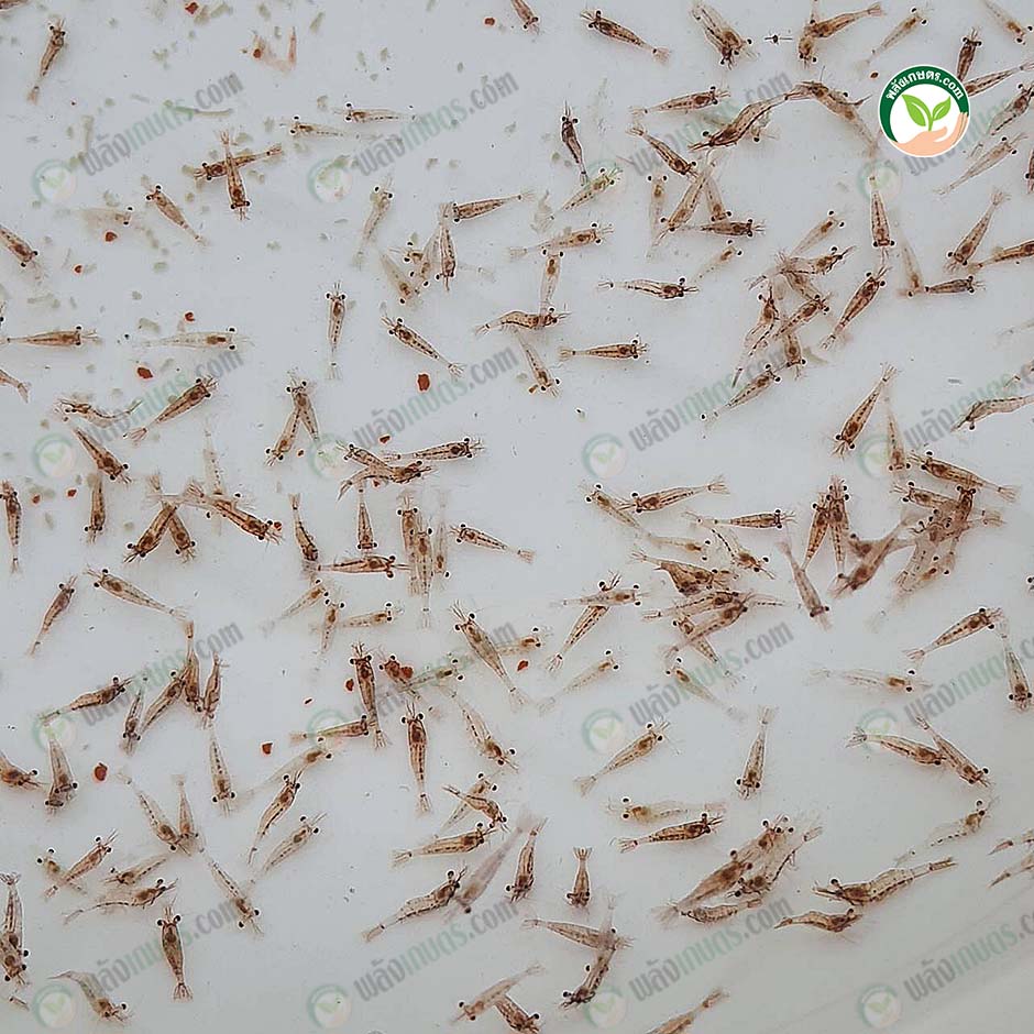4.กุ้งโตไว แข็งแรงสมบูรณ์