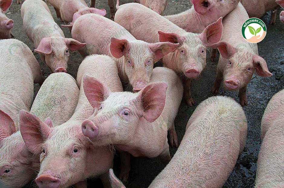 4.หมูแข็งแรง โตเร็ว