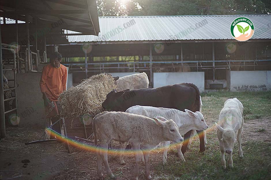 6.การให้ฟางสำหรับโค