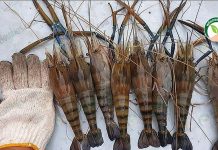 กุ้งก้ามกราม เพศผู้ปลอดเชื้อ ตัวทำเงินของฟาร์มลูกกุ้งเศรษฐี และเกษตรกร 6.กุ้งก้ามกรามไซซ์ที่ตลาดต้องการ