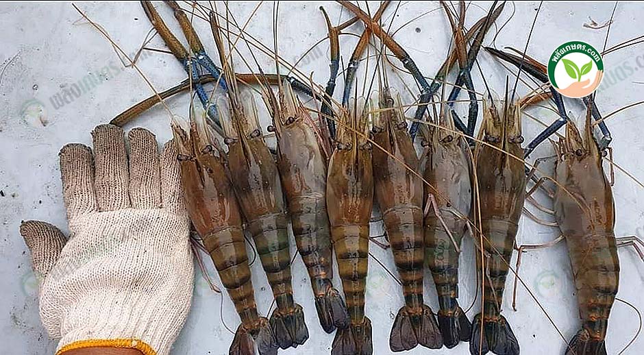 6.กุ้งก้ามกรามไซซ์ที่ตลาดต้องการ