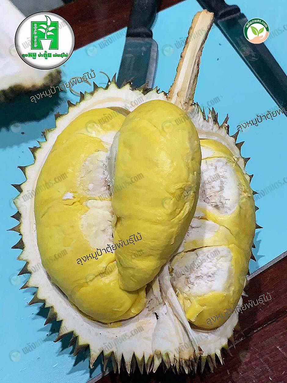 เนื้อทุเรียนทองลาบู
