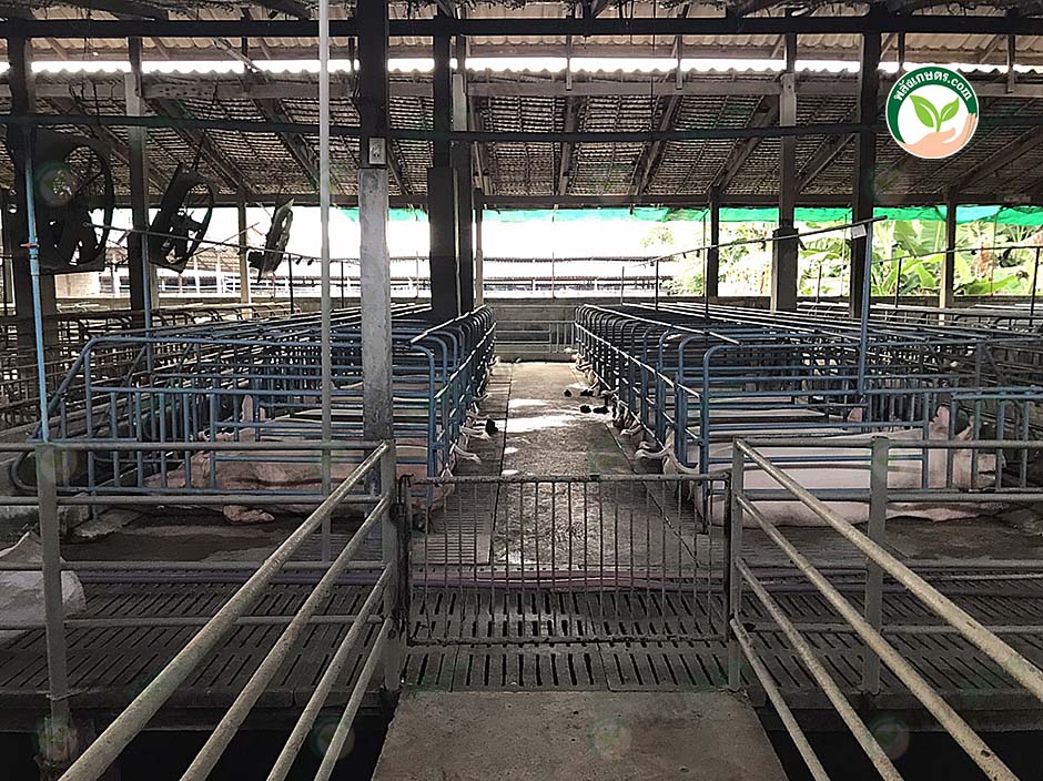 3.โรงเริอนหมู