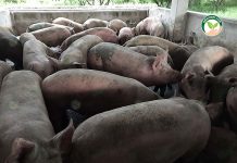 4.หมูอ้วนสมบูรณ์ ได้น้ำหนัก