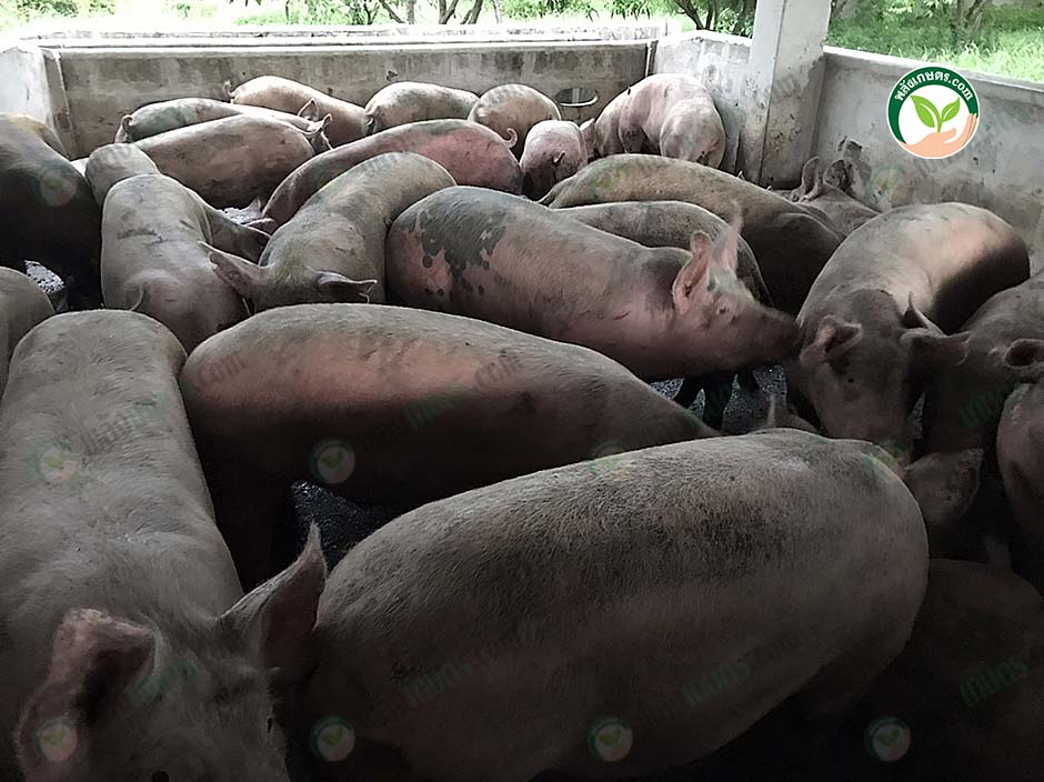 4.หมูอ้วนสมบูรณ์ ได้น้ำหนัก