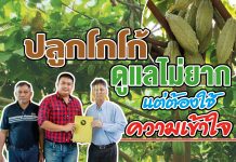 ปลูกโกโก้ดูแลไม่ยาก แต่ต้องใช้ความเข้าใจ