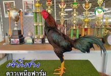 เจ้ากิ่งซาง หลานดังสนั่น สายทุบหลัง จาก ดาวเหนือ&ก๋อย-ง่อนด่านช้าง 2.เจ้ากิ่งซาง