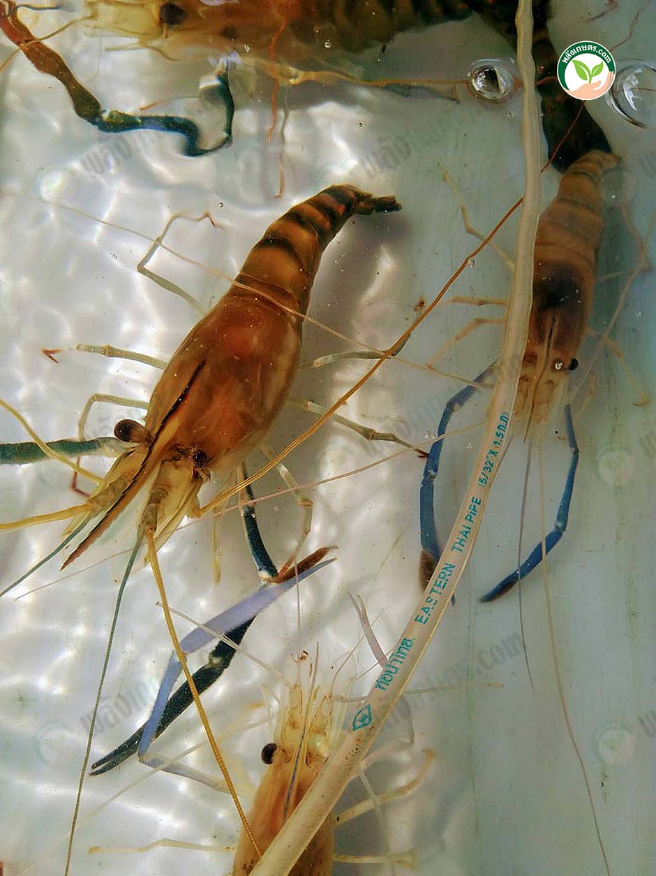 5.พ่อ-แม่พันธุ์ กุ้งก้ามกราม