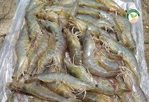 เลี้ยงกุ้ง ปลอดโรคด้วยแร่พลังเขียว 78 วัน / 33 ตัว / กก. กุ้งขาววานาไม โตเร็ว ไซซ์เสมอ