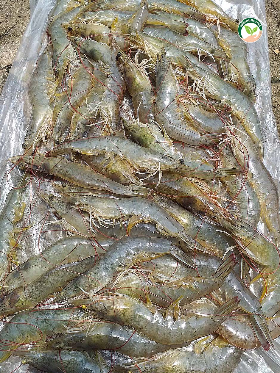 กุ้งขาววานาไม โตเร็ว ไซซ์เสมอ