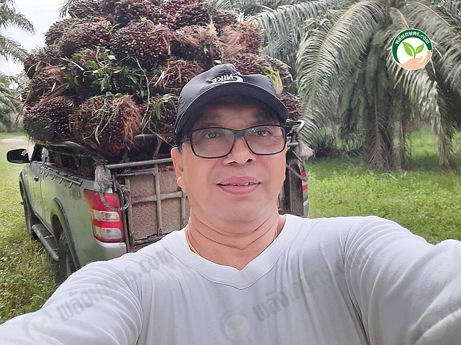 1.คุณกระวี หวานแก้ว การันตีผลผลิตปาล์มน้ำมันลูกผสมเทเนอรา