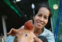 สมจิตรฟาร์ม คนสุรินทร์เลี้ยงหมู 50 ตัว มาตรฐาน GFM ไร้โรค กำไรตลอด 1.เกษตรกรผู้เลี้ยงหมู