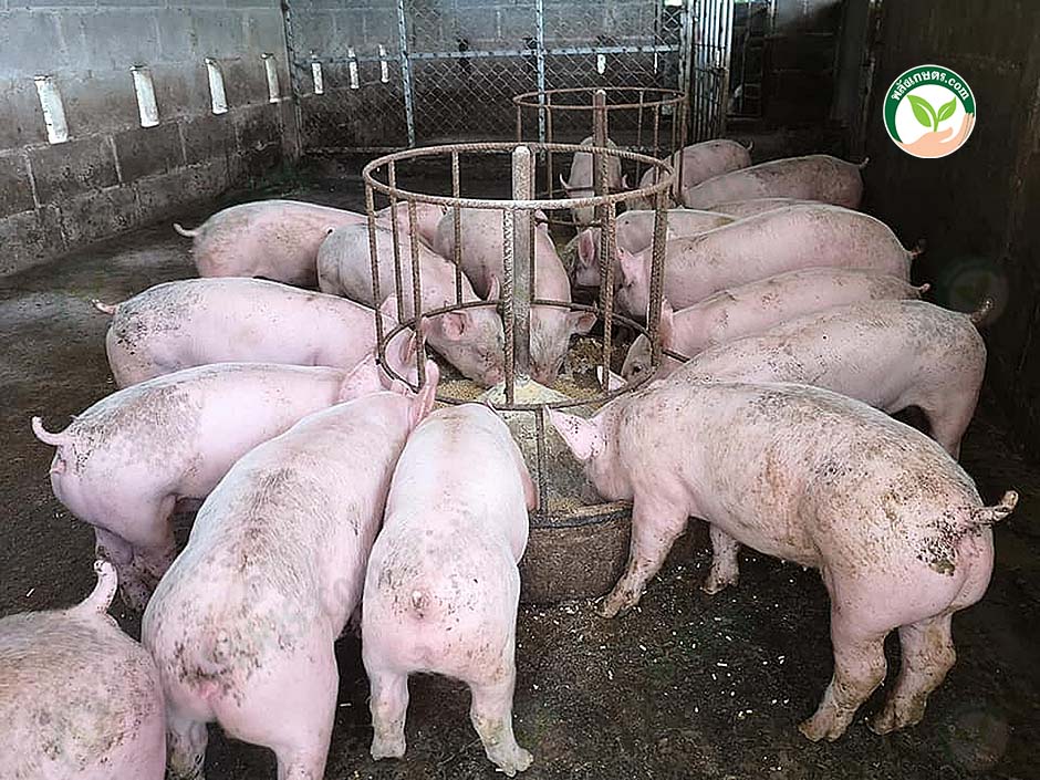 2.การให้อาหารหมู