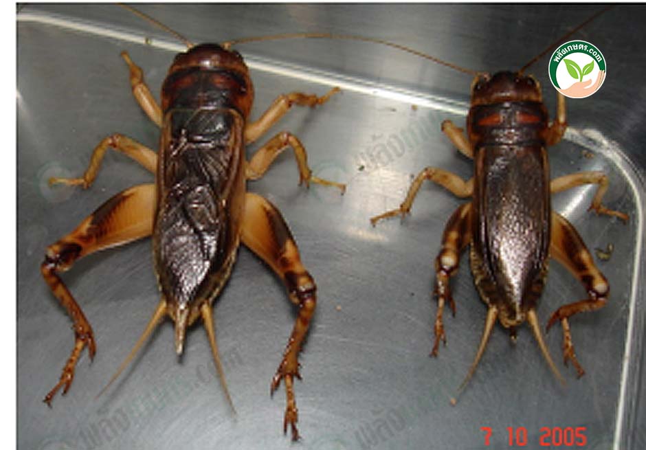 2.ตัวเมีย (ซ้าย) ตัวผู้ (ขวา)