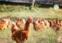 อุดมชัยฟาร์ม เลี้ยงแม่ไก่ไข่ด้วย 5 ดี ผลิตไข่ 3 ไซซ์ เพื่อคนรักสุขภาพ 2.เลี้ยงแม่ไก่แบบปล่อยฝูง ให้เดินได้อย่างอิสระ