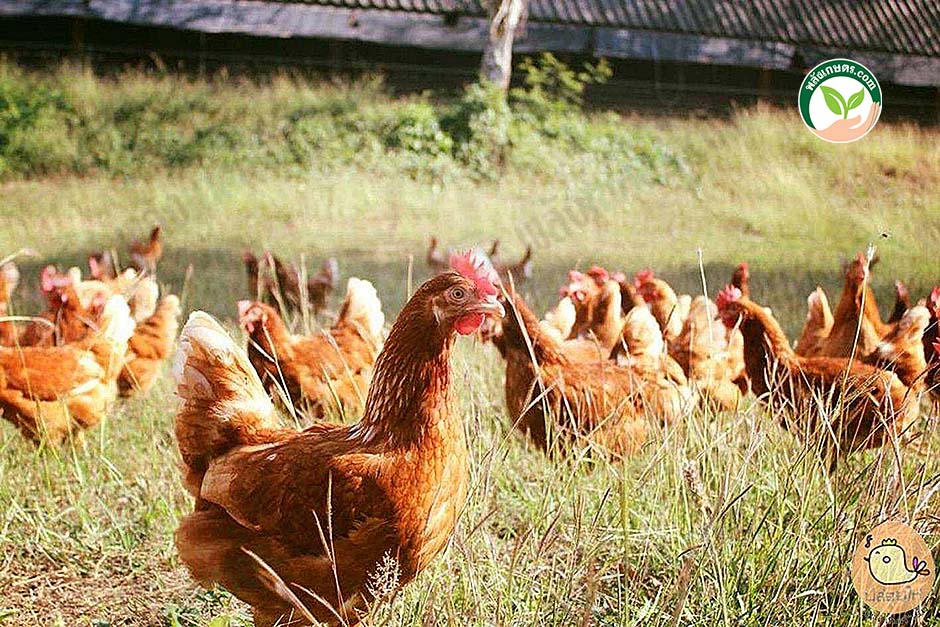 2.เลี้ยงแม่ไก่แบบปล่อยฝูง ให้เดินได้อย่างอิสระ