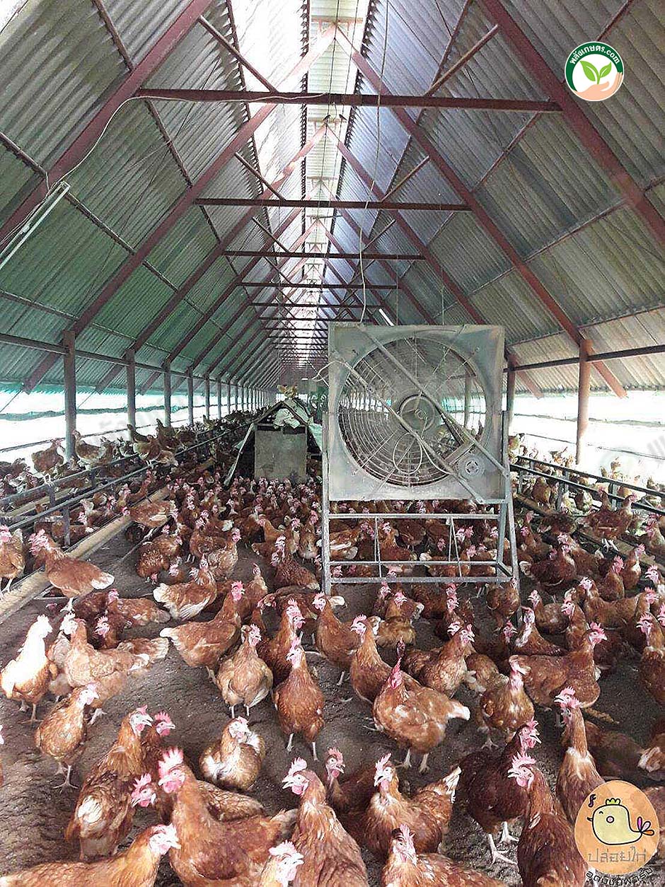 3.โรงเรือนไก่ไข่