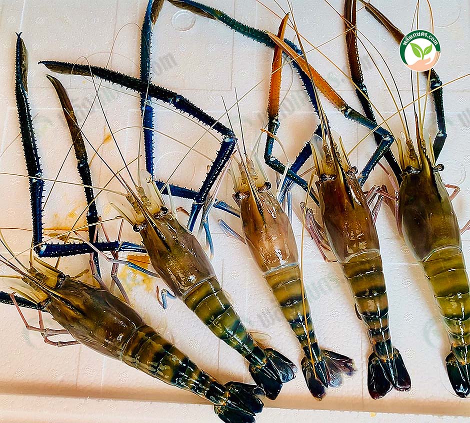 6.กุ้งก้ามกรามเพศผู้ จากลูกกุ้งสำรวยฟาร์ม