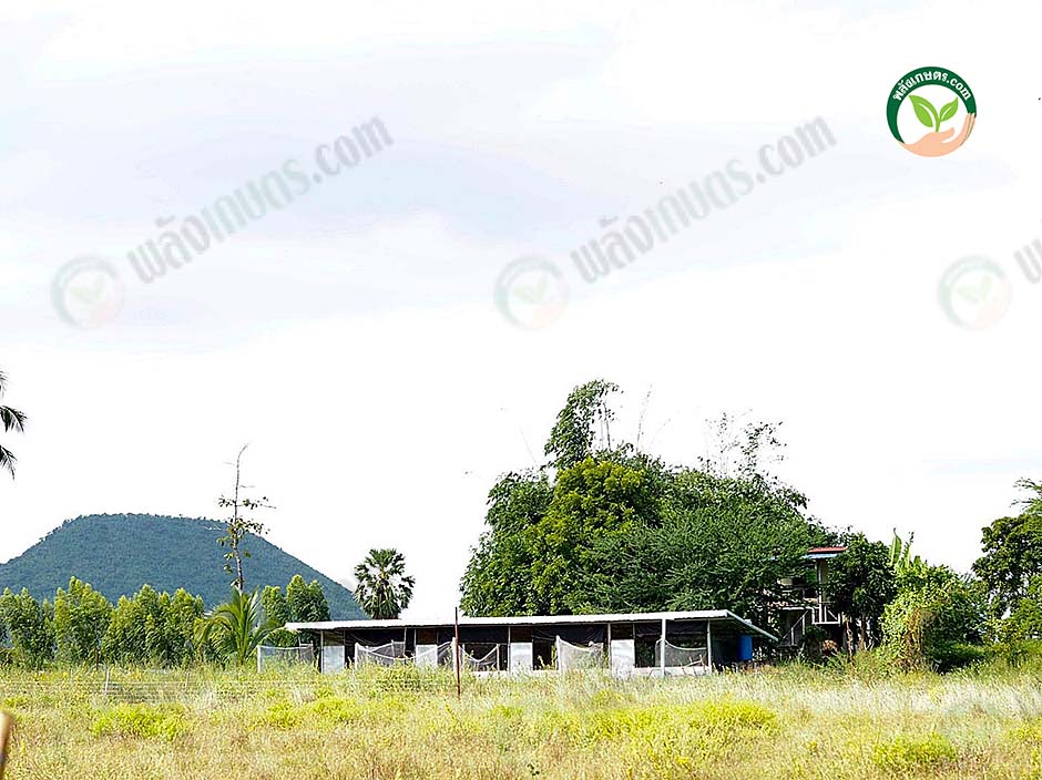 2.โรงเรือนไก่
