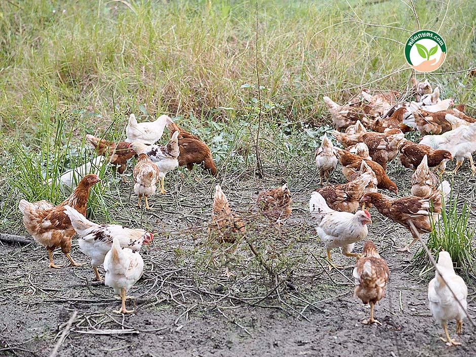 4.ปล่อยไก่ให้ออกมาข้างนอก